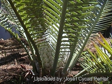 24757 josef Josef Cycad Perner 