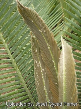 25337 josef Josef Cycad Perner 