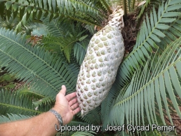 21902 josef Josef Cycad Perner 