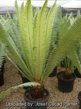 24751 josef Josef Cycad Perner 