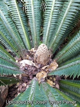 25238 josef Josef Cycad Perner 