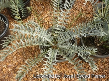 25308 josef Josef Cycad Perner 