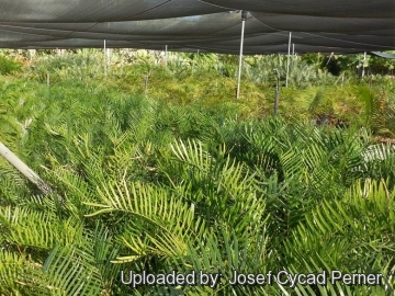 21891 josef Josef Cycad Perner 