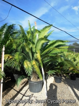 21825 josef Josef Cycad Perner 