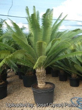 22528 josef Josef Cycad Perner 