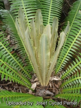 25276 josef Josef Cycad Perner 