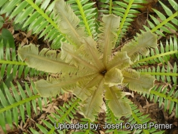 25277 josef Josef Cycad Perner 