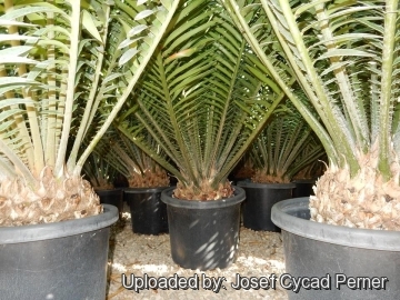 19880 josef Josef Cycad Perner 