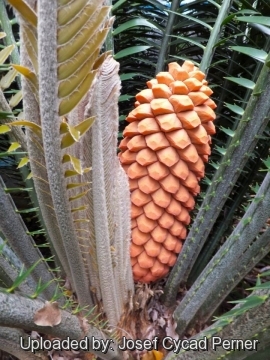 25189 josef Josef Cycad Perner 