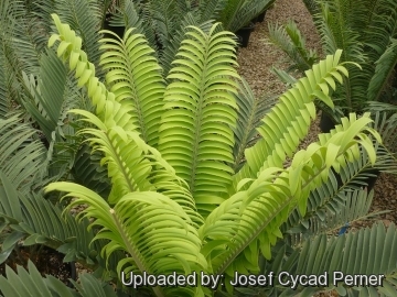 25190 josef Josef Cycad Perner 