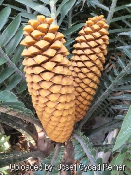 25192 josef Josef Cycad Perner 