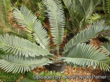 25305 josef Josef Cycad Perner 