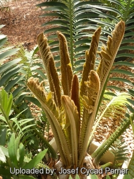 25442 josef Josef Cycad Perner 