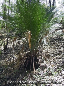 21749 josef Josef Cycad Perner 