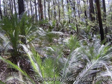 21750 josef Josef Cycad Perner 