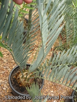 25335 josef Josef Cycad Perner 