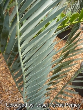 25336 josef Josef Cycad Perner 