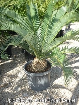 25454 josef Josef Cycad Perner 