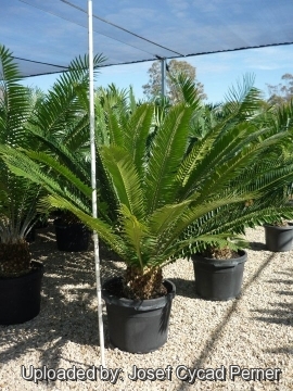 25459 josef Josef Cycad Perner 