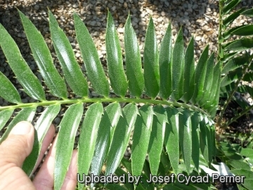 25460 josef Josef Cycad Perner 