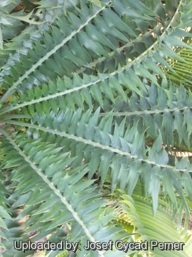 25172 josef Josef Cycad Perner 