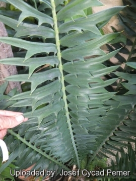 25173 josef Josef Cycad Perner 