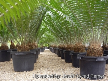 22520 josef Josef Cycad Perner 