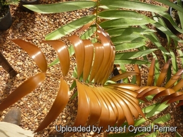 25438 josef Josef Cycad Perner 