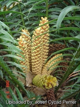 24783 josef Josef Cycad Perner 