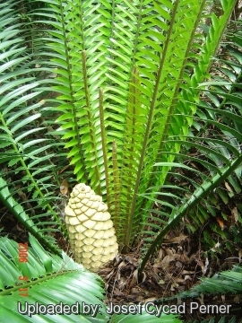 24784 josef Josef Cycad Perner 