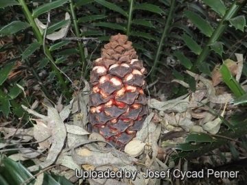 25255 josef Josef Cycad Perner 