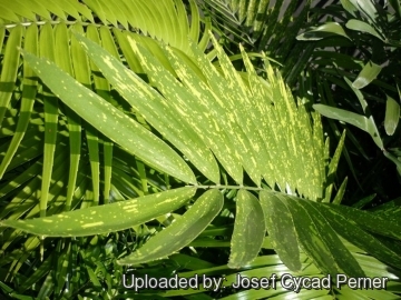 25079 josef Josef Cycad Perner 