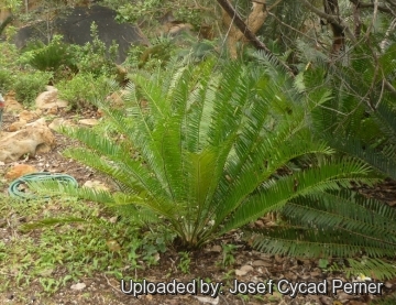 25273 josef Josef Cycad Perner 