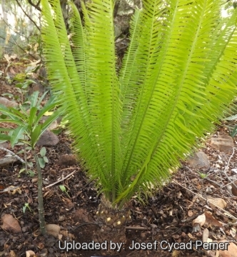 25055 josef Josef Cycad Perner 