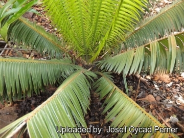 25065 josef Josef Cycad Perner 