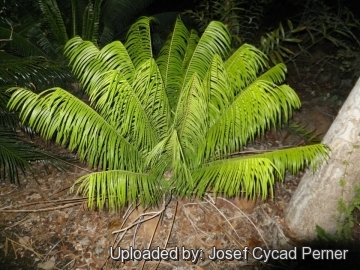 25446 josef Josef Cycad Perner 