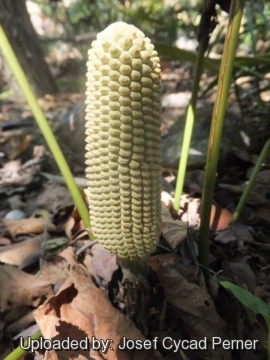 24952 josef Josef Cycad Perner 