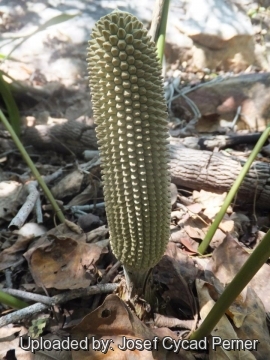 24953 josef Josef Cycad Perner 