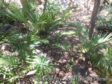 24954 josef Josef Cycad Perner 