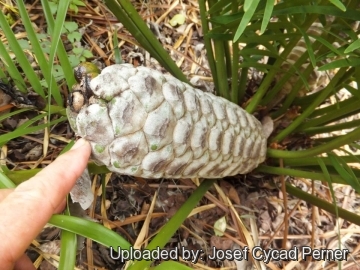 24958 josef Josef Cycad Perner 