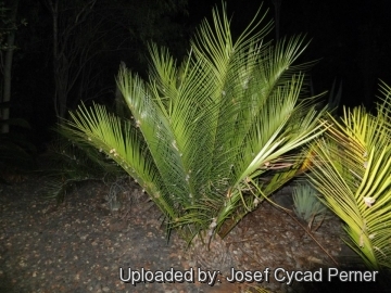 24960 josef Josef Cycad Perner 