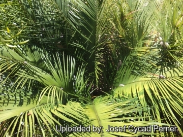 24961 josef Josef Cycad Perner 