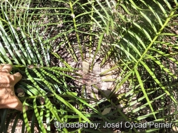 24962 josef Josef Cycad Perner 