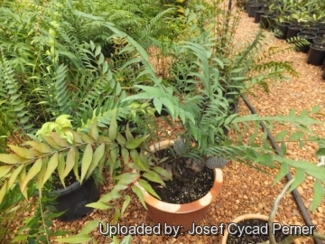 25075 josef Josef Cycad Perner 