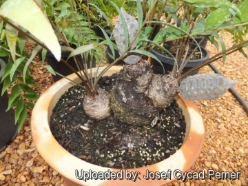 25076 josef Josef Cycad Perner 