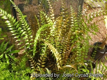 25326 josef Josef Cycad Perner 