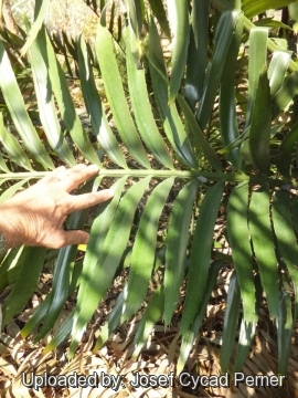 25162 josef Josef Cycad Perner 