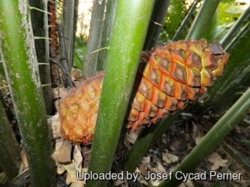 25163 josef Josef Cycad Perner 