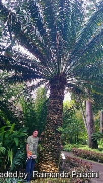 28982 RapCactus Raimondo Paladini