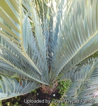 25180 josef Josef Cycad Perner 